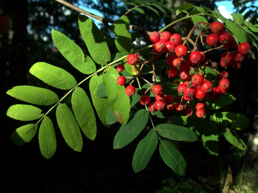 More rowan tree berries