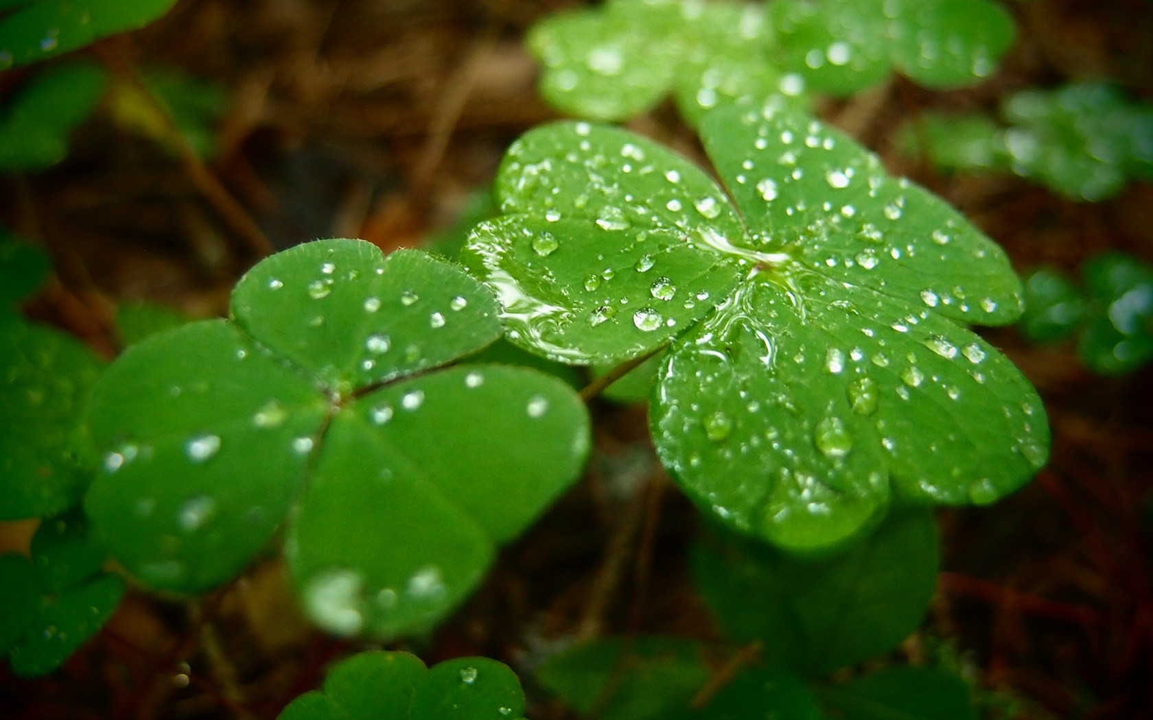 Autum clovers wallpaper