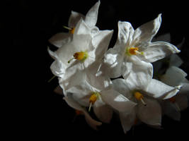 Solanum Jasminoides