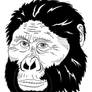 Australopitheque afarensis / Australopithecus