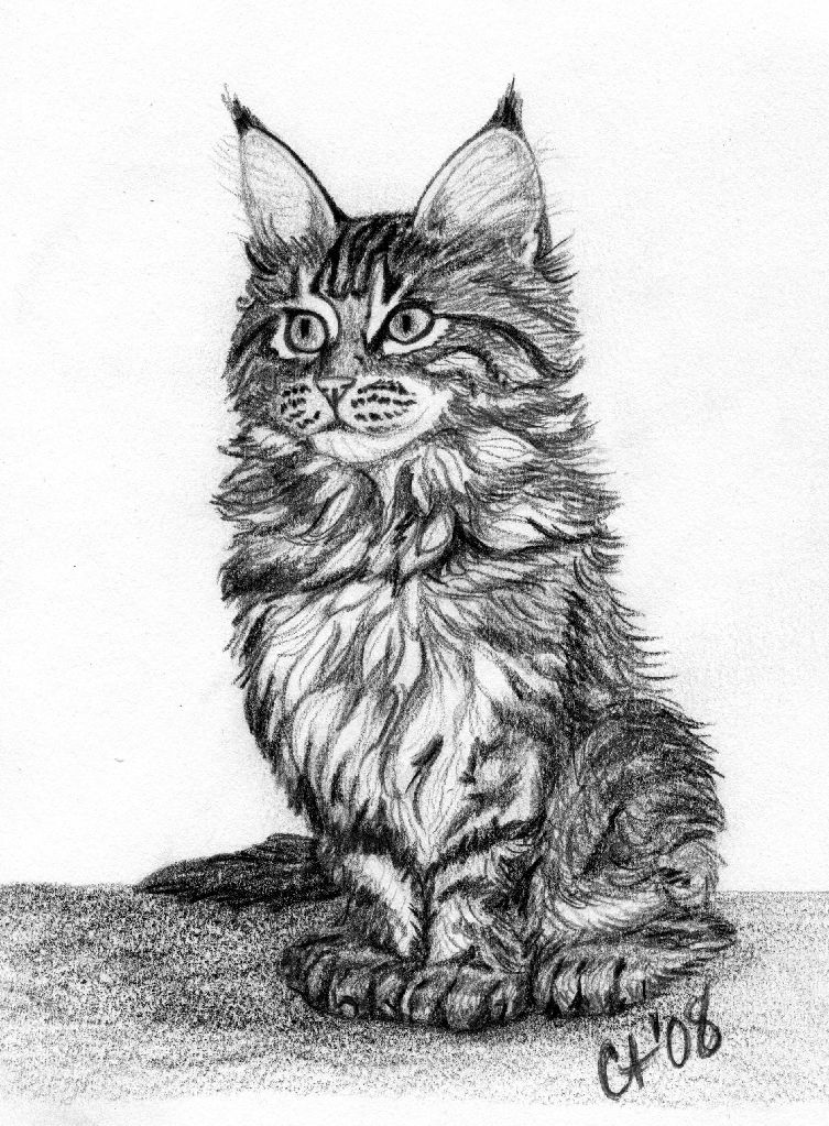 Maine Coon Kitten by CynthT on DeviantArt