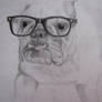 dibujo a lapiz de bulldog con lentes