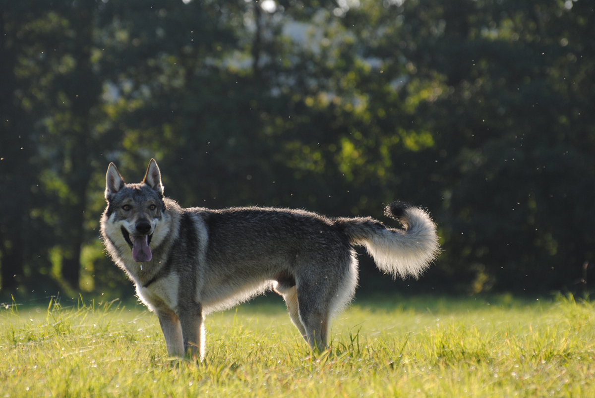 Ceskoslovensky Vlcak (Czechoslovakian Wolfdog)