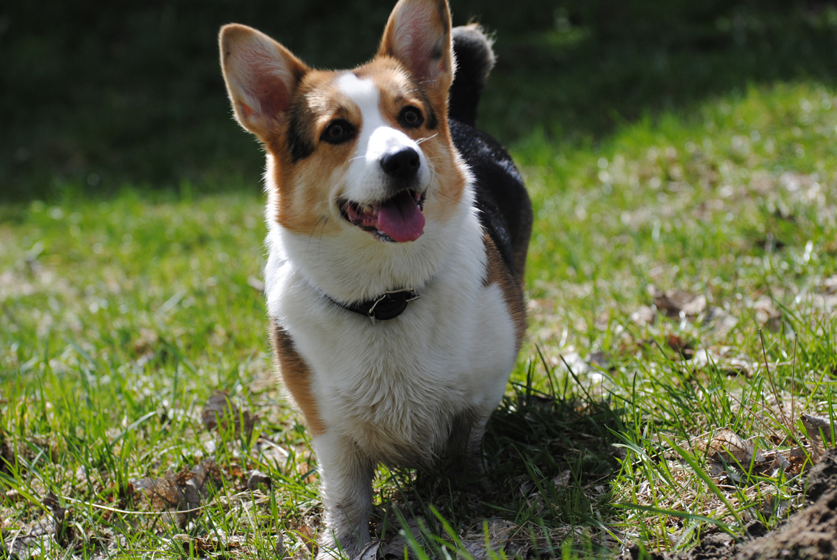 Corgi