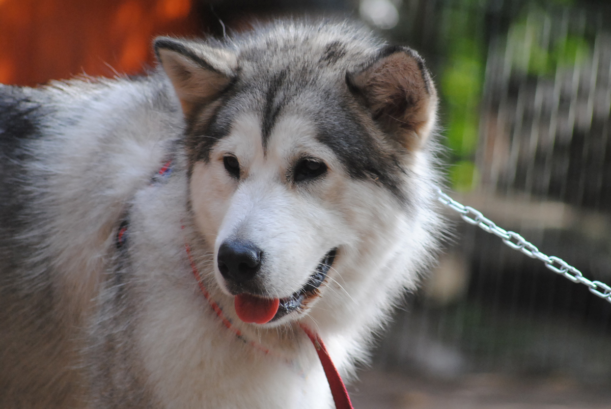 Alaskan Malamute