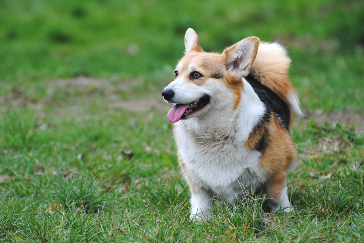 Corgi