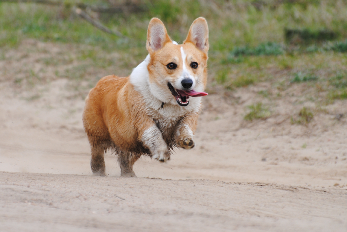 Corgi