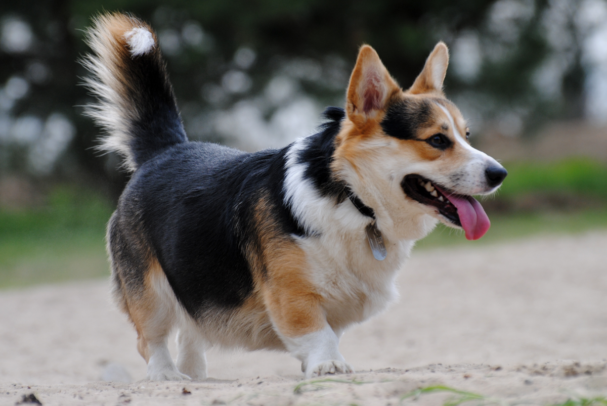 Corgi