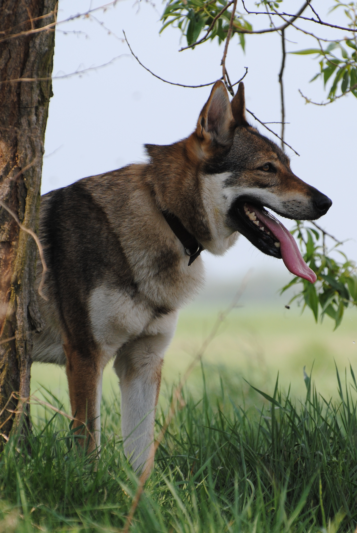 Wolfdog