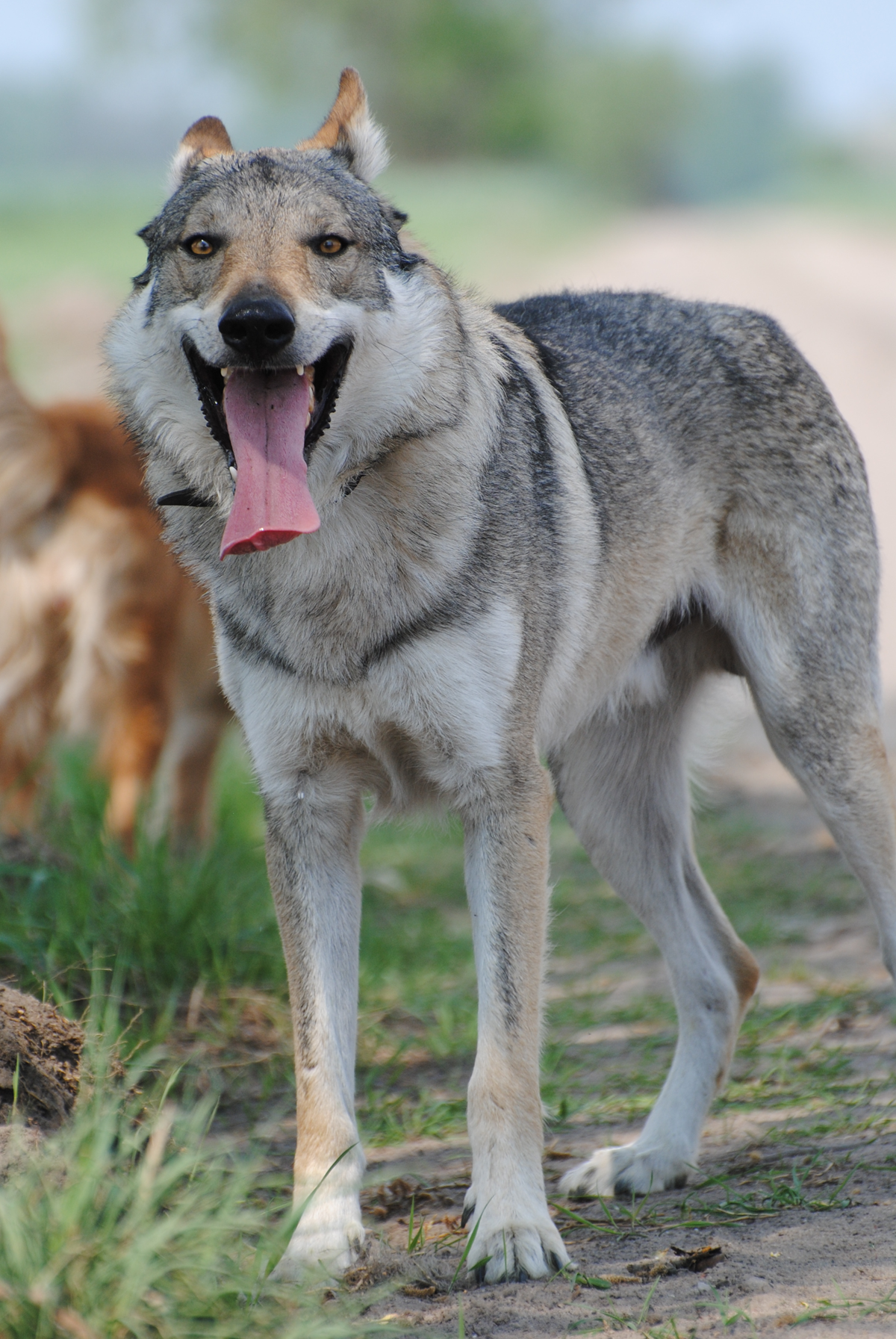 Wolfdog