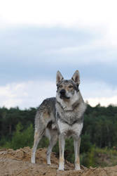 Wolfdog