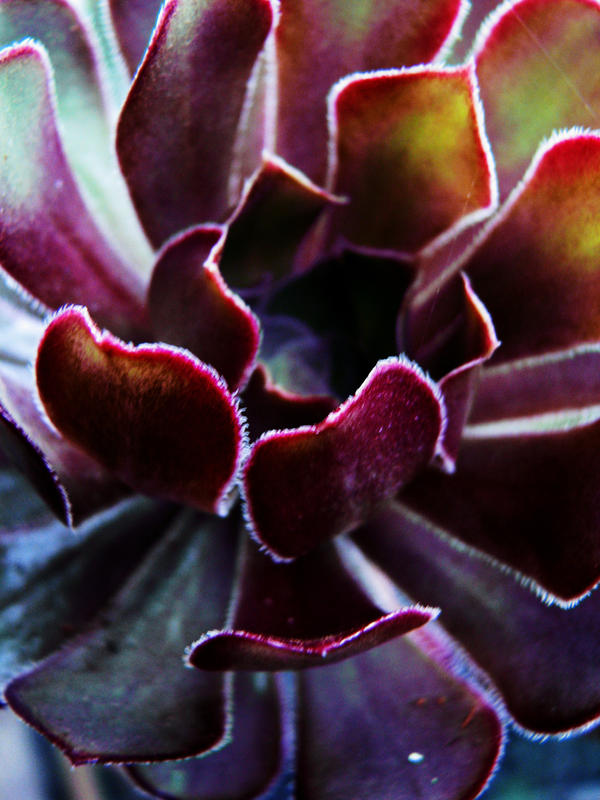 Aeonium