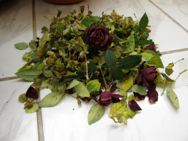 Dead roses II by HomoViator on DeviantArt