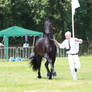 Friesian 7