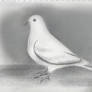 Dove