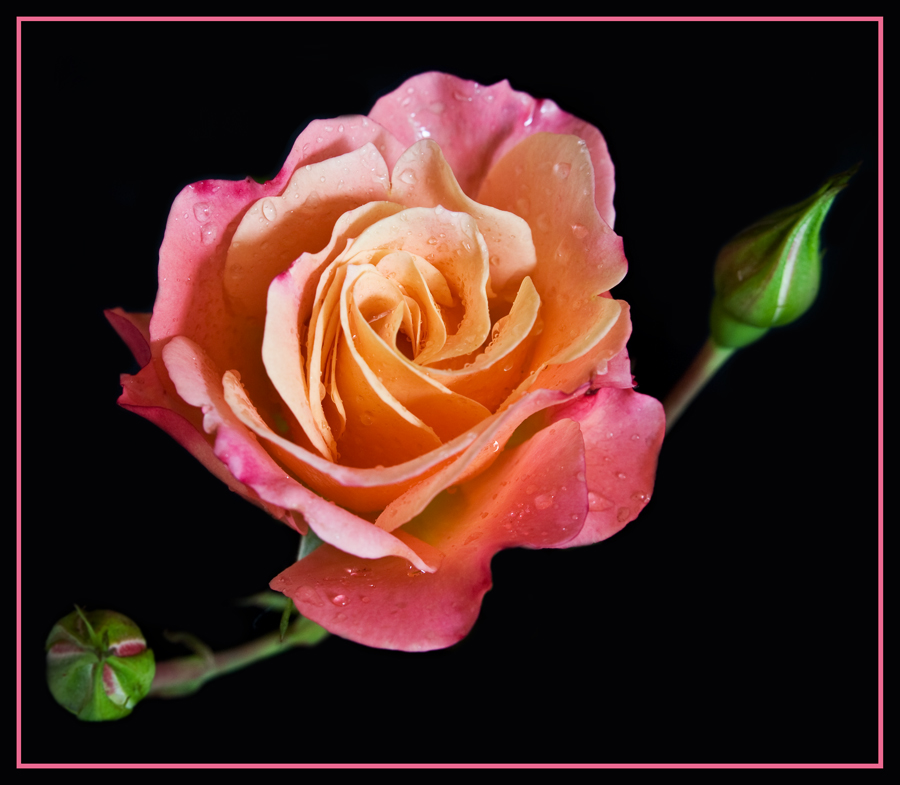 Pink Rose