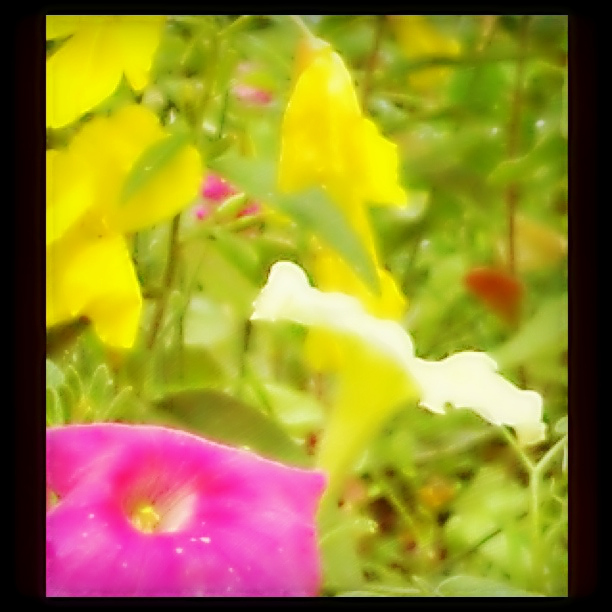 Yellow, Pink and White Flowers