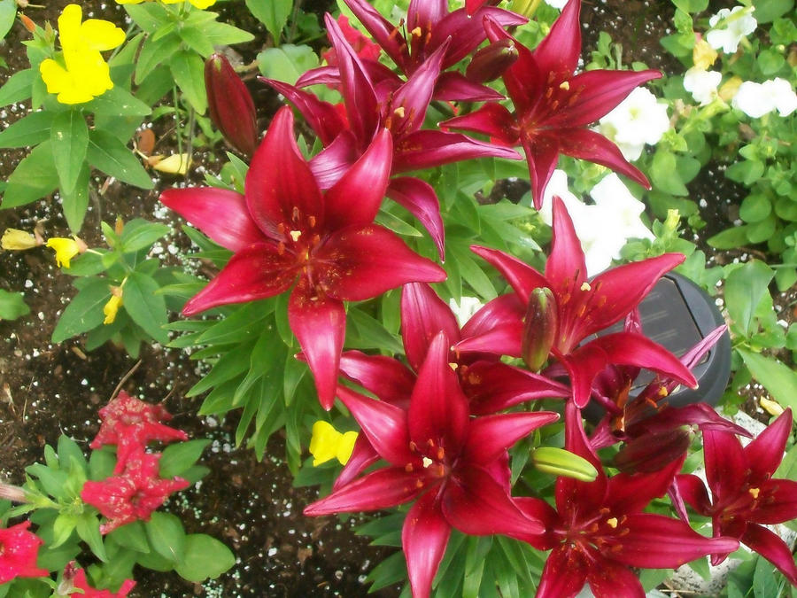 Beautiful Red, White, Yellow and Pink Flowers