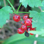 Wild Berries