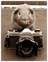 Guinea Photography