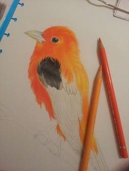 Bird drawing [work in progress]