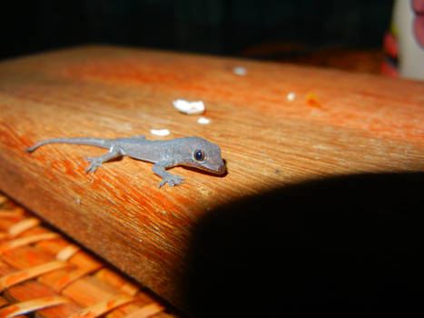 Gecko hatchling