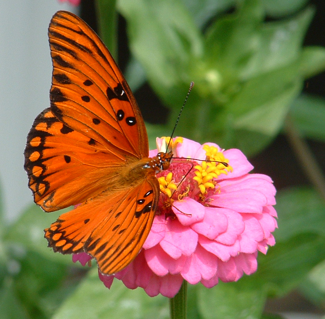 orange butterfly