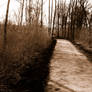 Just a path through the woods