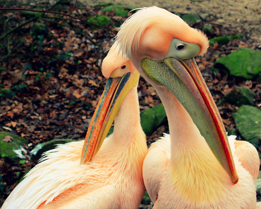 Pelicans