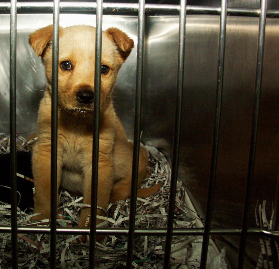 A Teddy Bear In A Cage