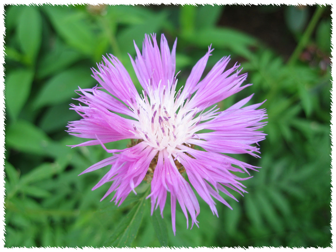 Thistle Thin