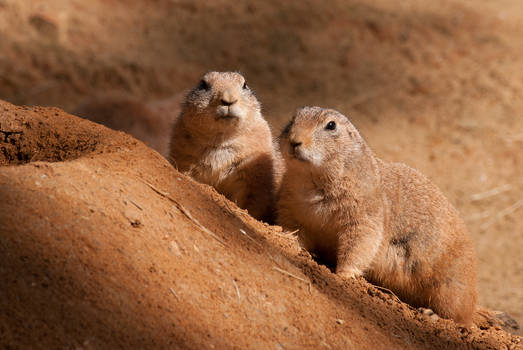 Prairie dog