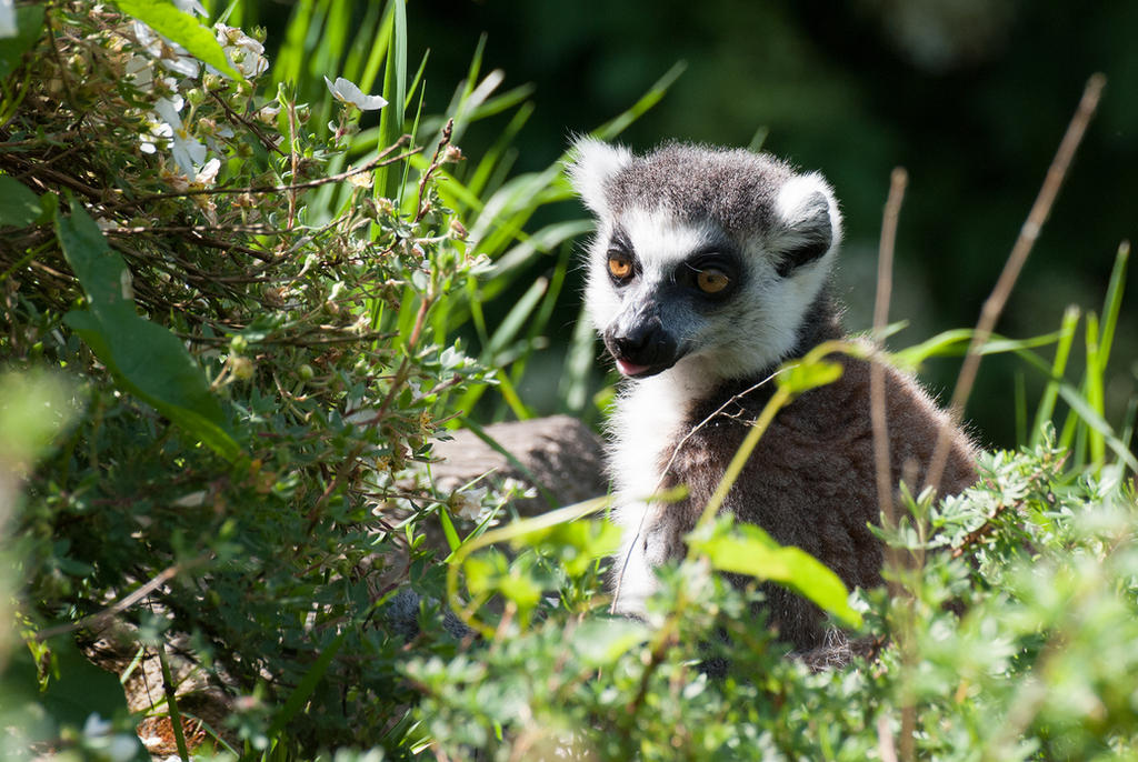 Lemur