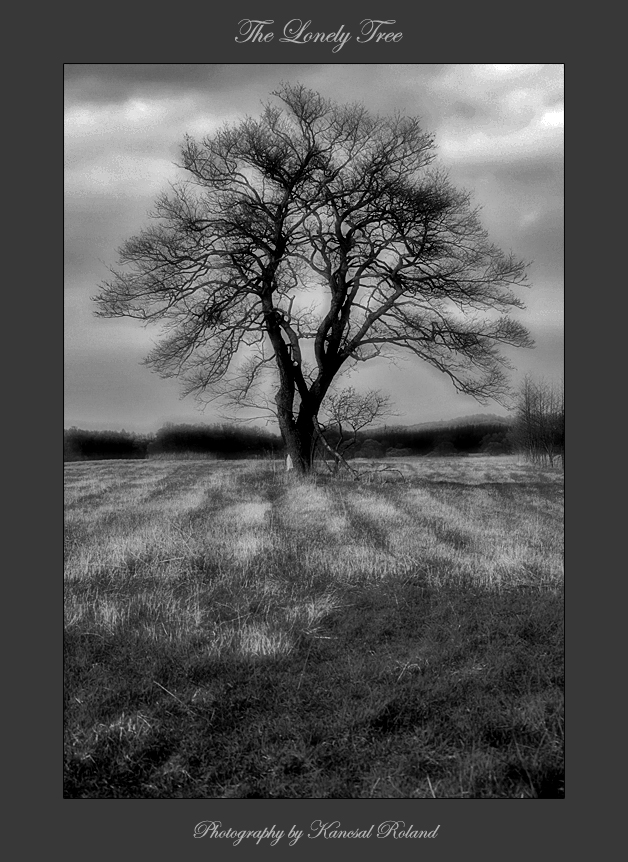 The Lonely Tree