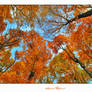 Autumn Colours II