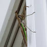 Giant Praying Mantis