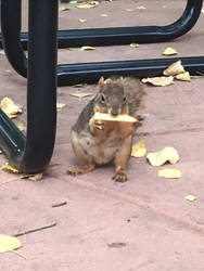 French Fry Squirrel 2