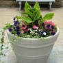 A Flowery Pot