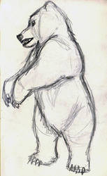 the sketched bear