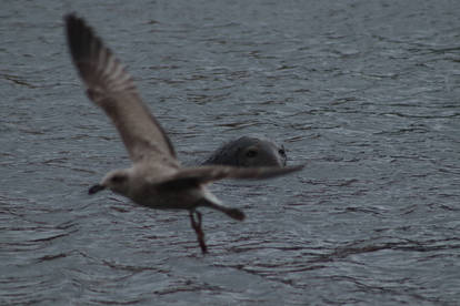 Adult Seal and passing seagull