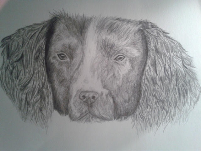 Springer Spaniel Pencil Drawing by Olive26194 on DeviantArt