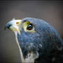 Peregrine Falcon