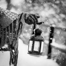 Light of the winter