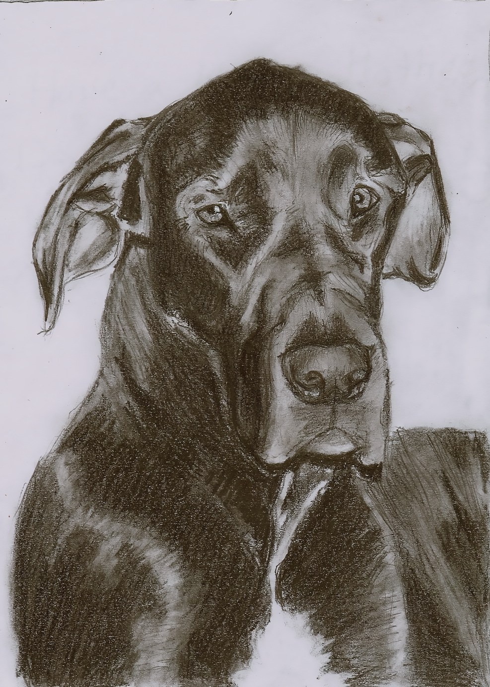 Sketch of my Great Dane