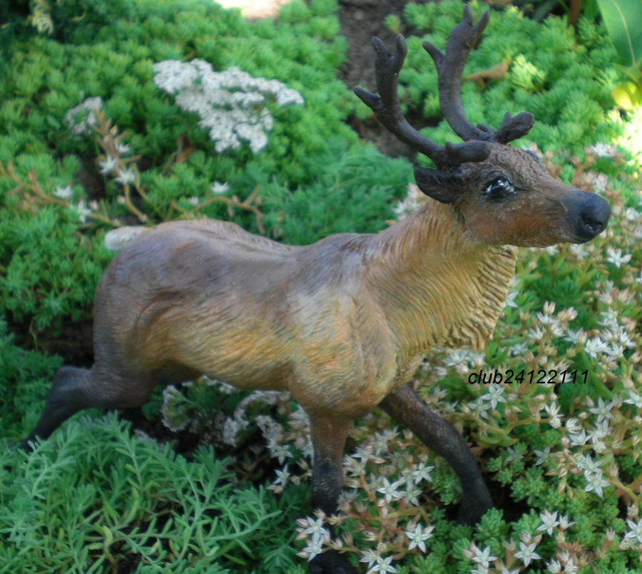 reindeer, caribou male