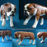 English bulldog