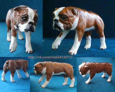 English bulldog