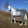 Orlovsky Trotter mare