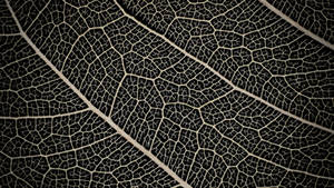 Texture 007 - Leaf Structure