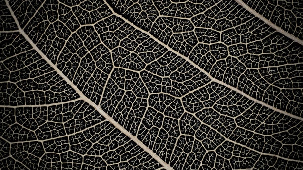 Texture 007 - Leaf Structure